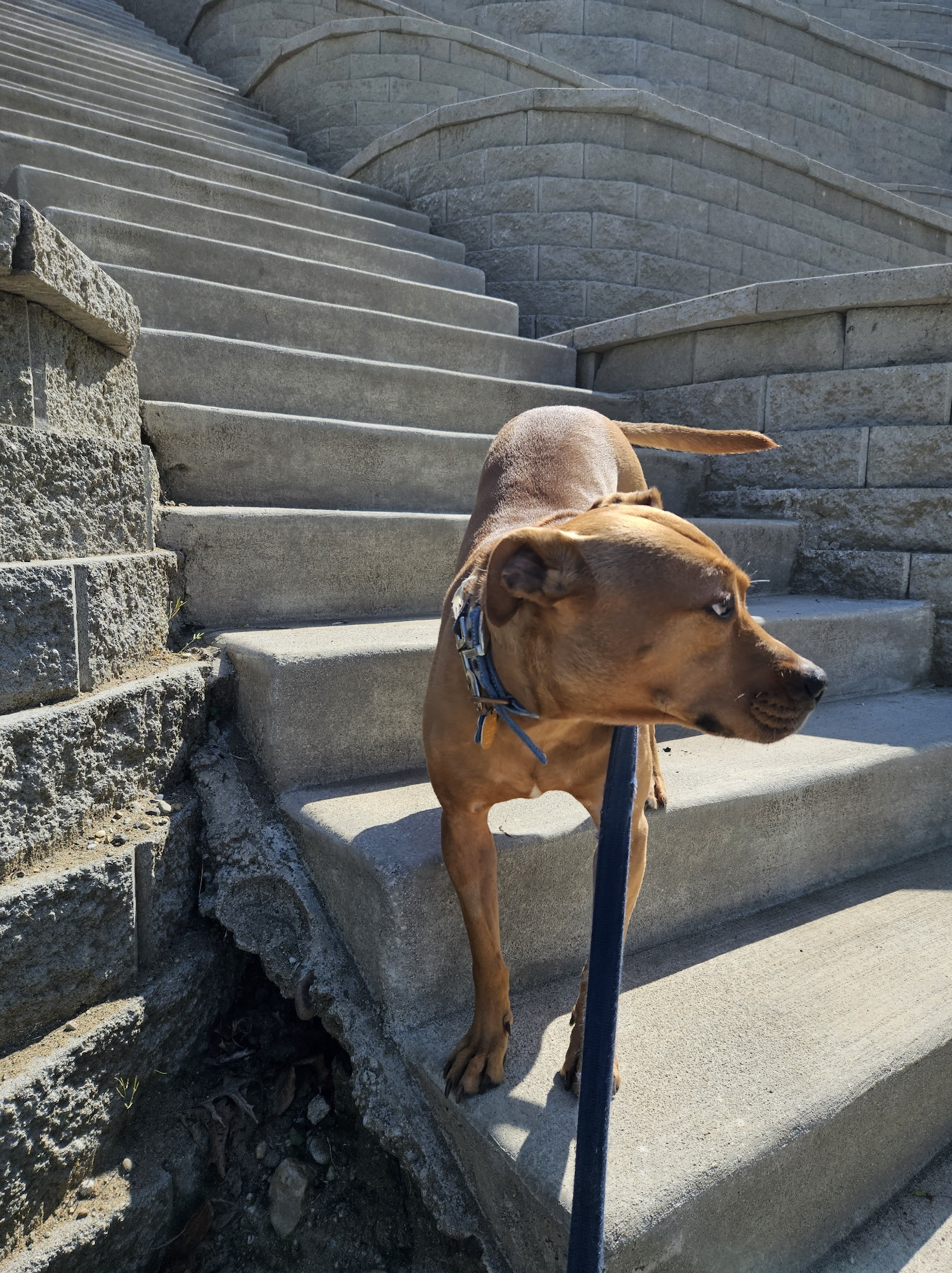 Barley, a dog, stands on some steps as a baffling array of concrete terraces stretch up behind her.