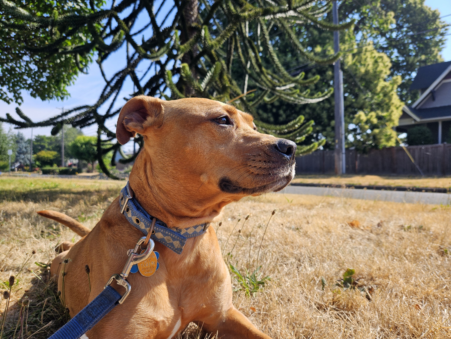 Barley, a dog, lies on brown grass facing sunward, with a monkey puzzle tree in the background.