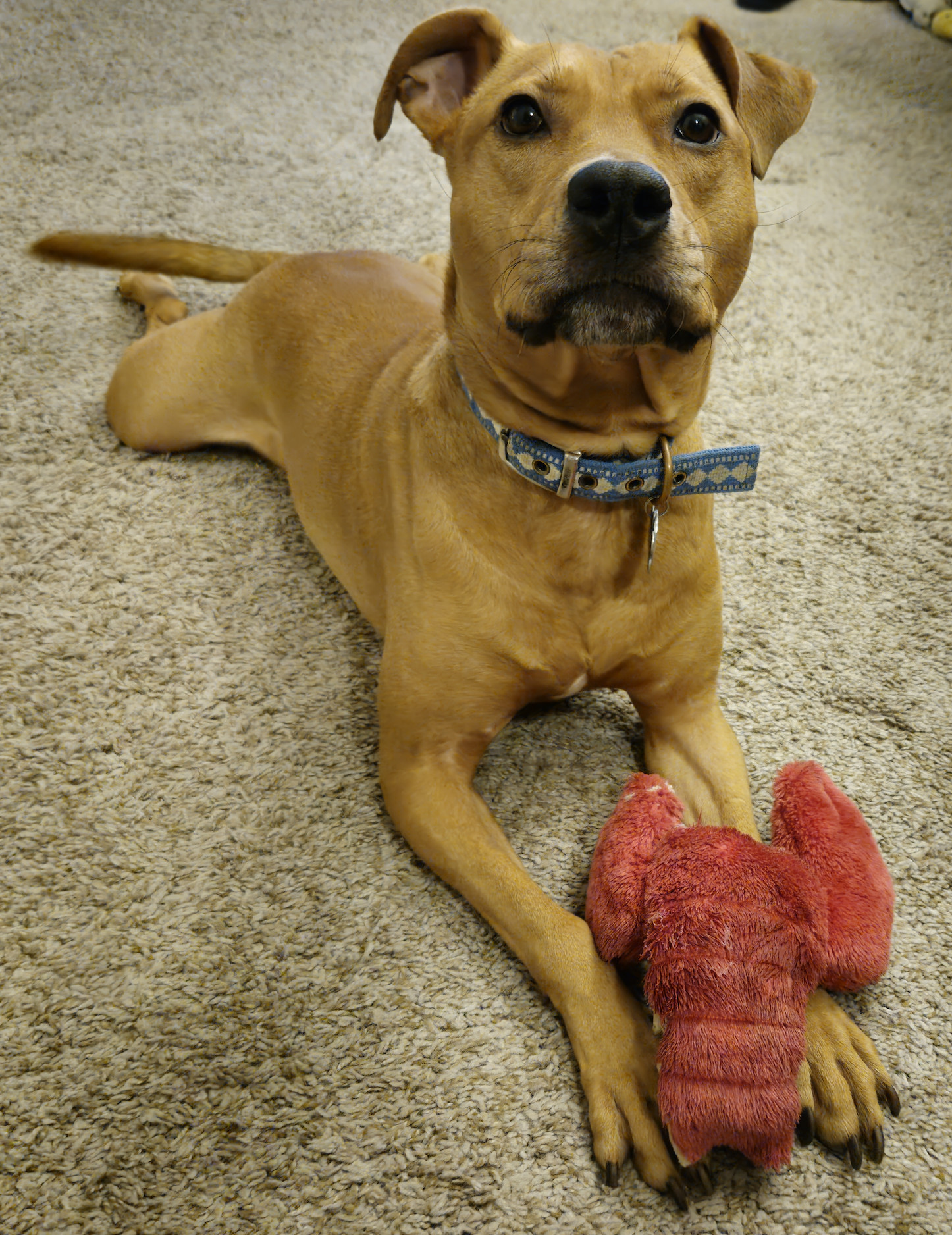 Barley, a dog, looks up from a toy that was, at one time, a lobster, before being whittled down by a process of damage and repair over many years.