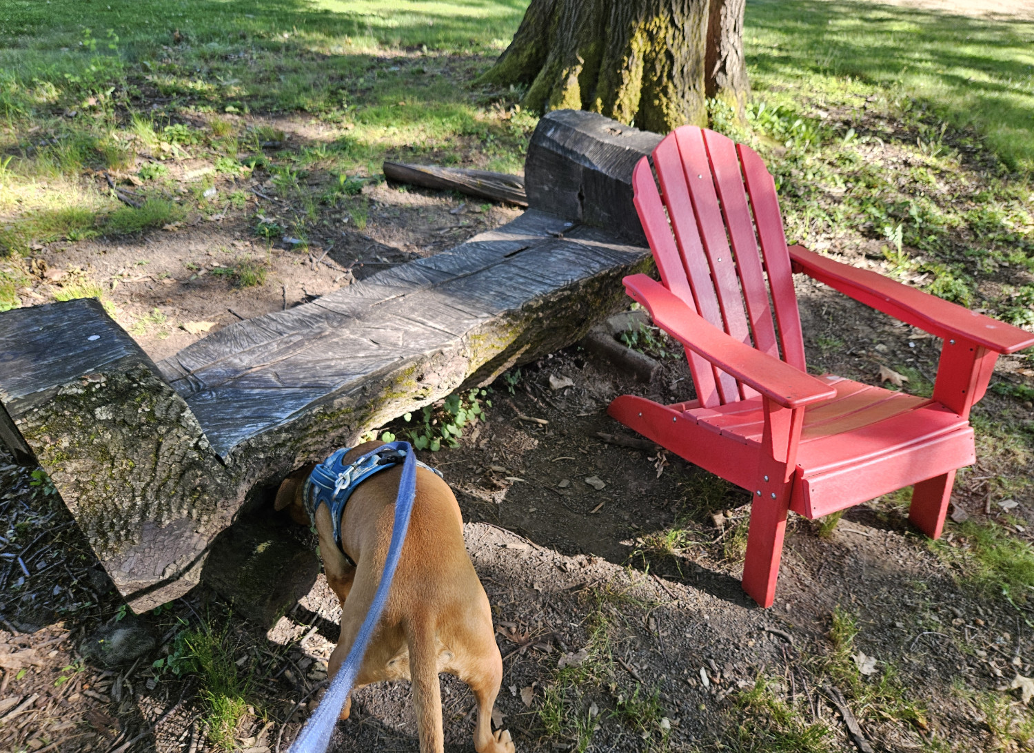 Barley, a dog, sniffs with great intensity under a bench cut from a single thick log, in a park-like setting. Next to her is a big red chair.