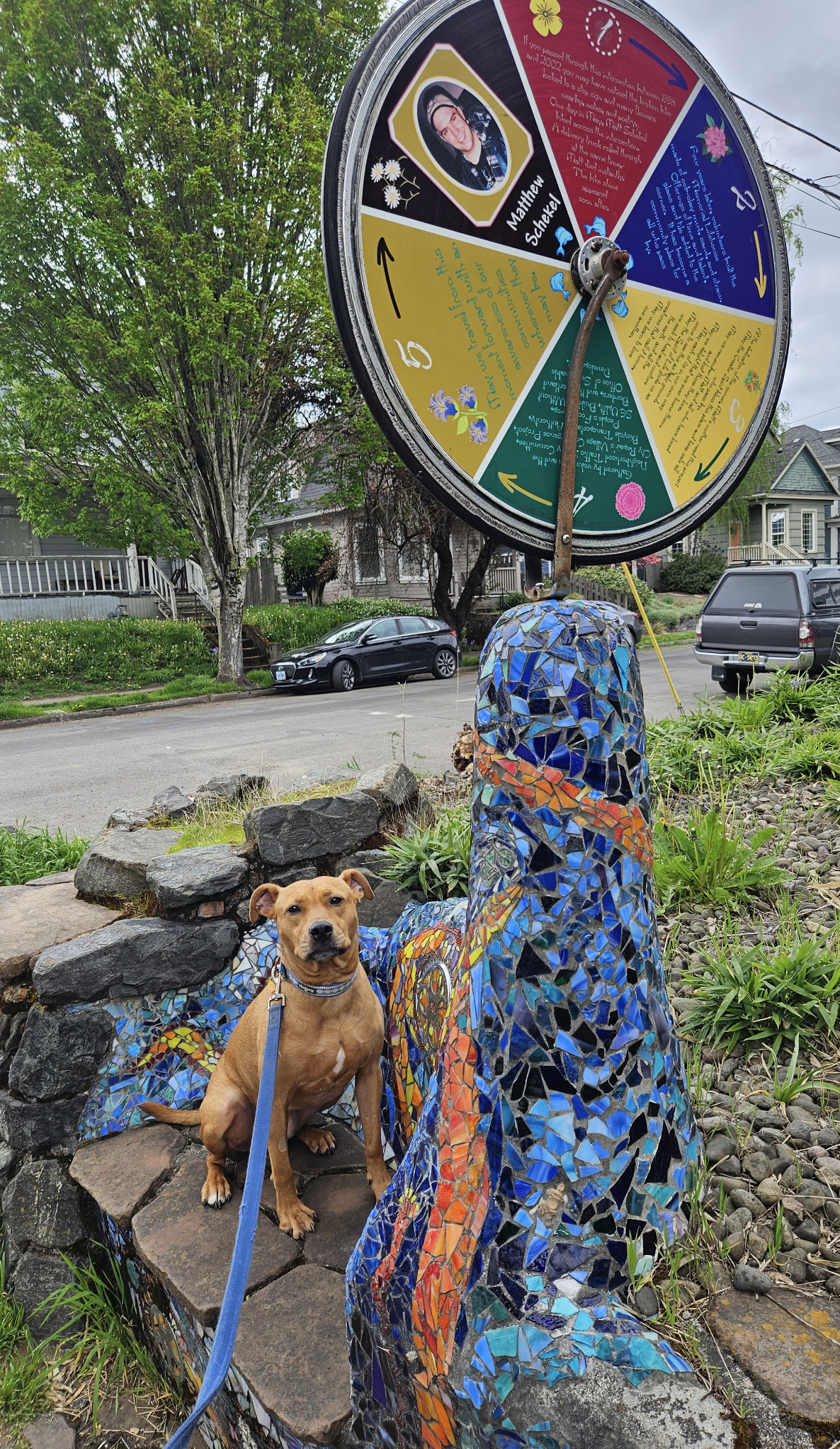 Barley, a dog, sits upon a vibrant, well-maintained mosaic bench, erected as a memorial to a man killed in a bicycle-vehicle collision.