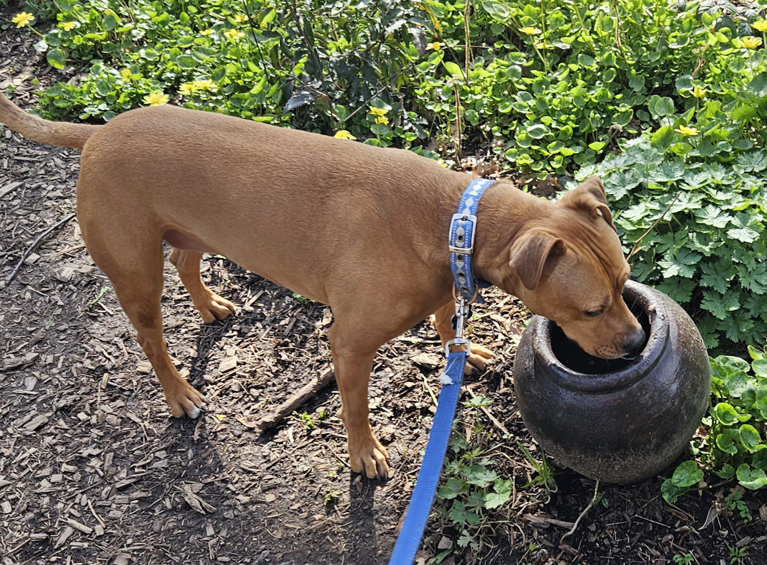 Barley, a dog, hovers her nose over a clay put half-filled with rain water.