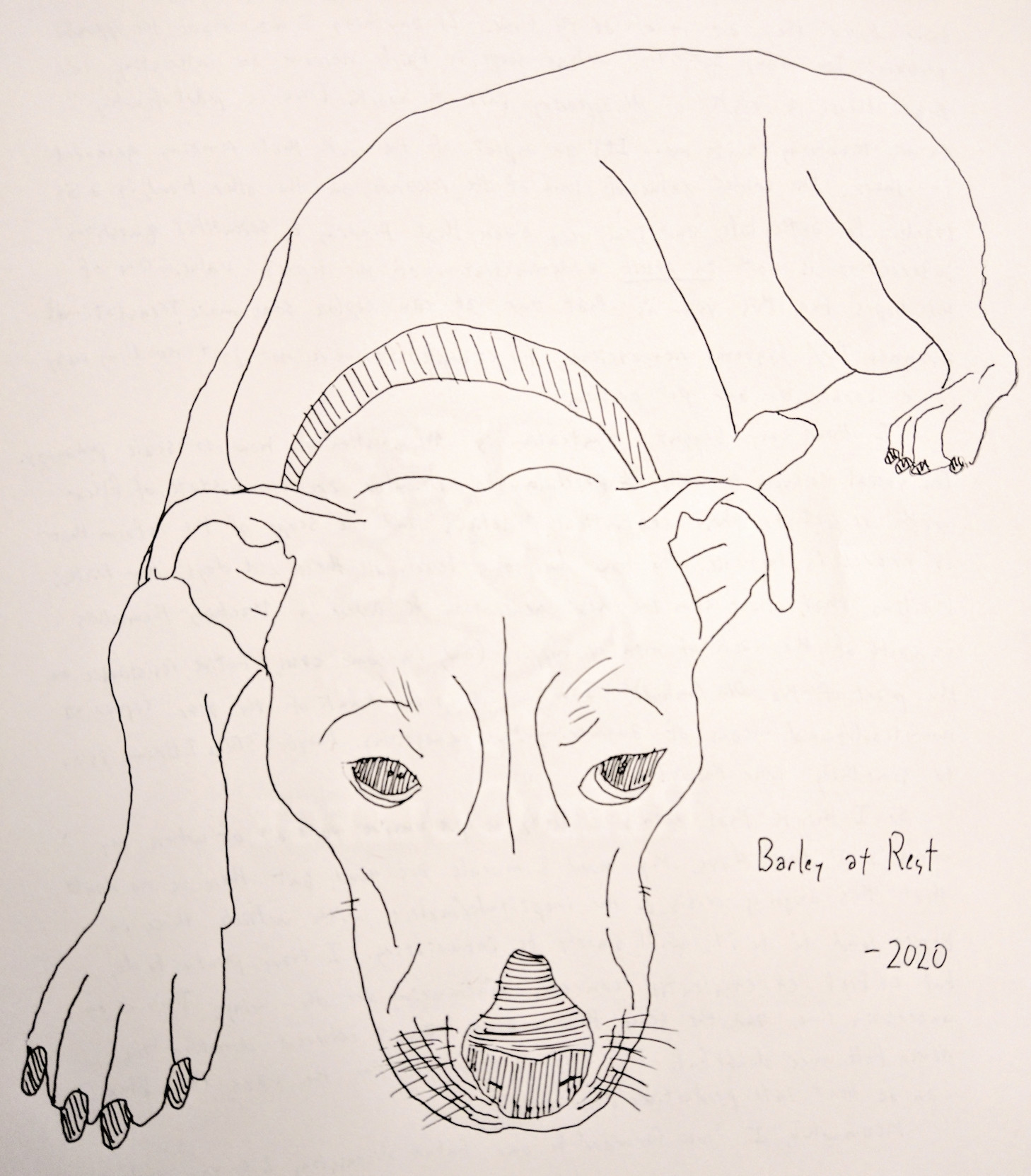 A portrait of Barley, a dog, rendered as a minimalist ink sketch.