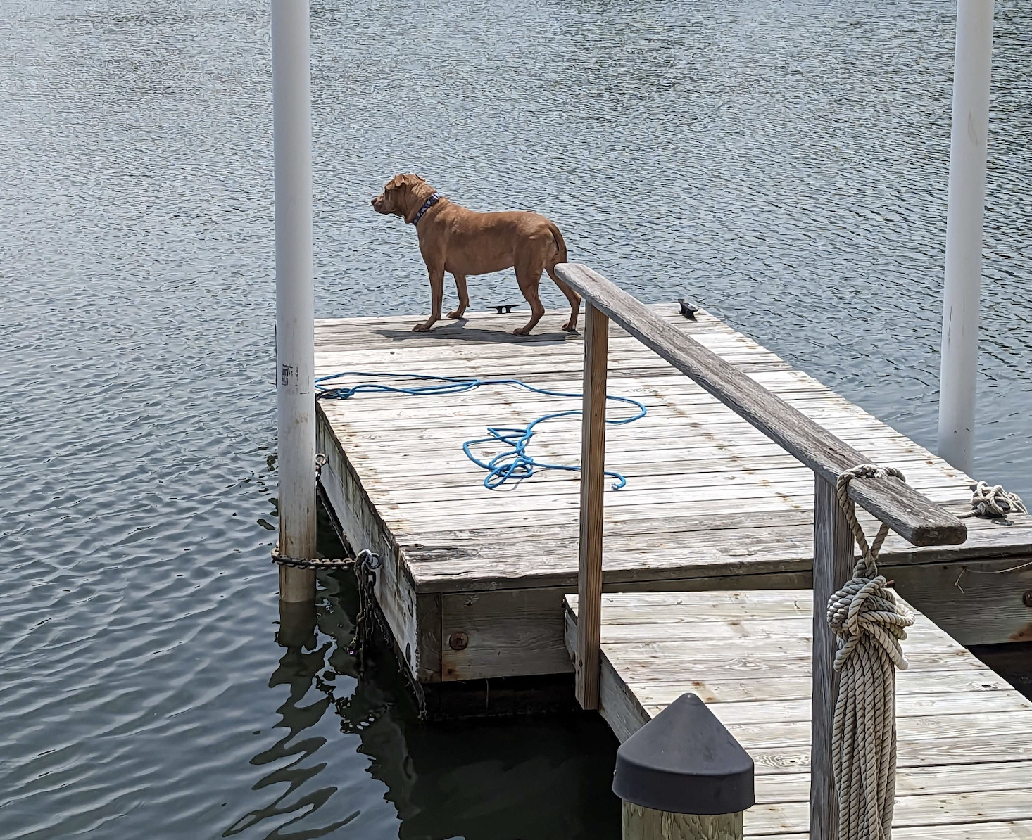 Juniper, a dog, stands on a floating dock and peers out across the water.