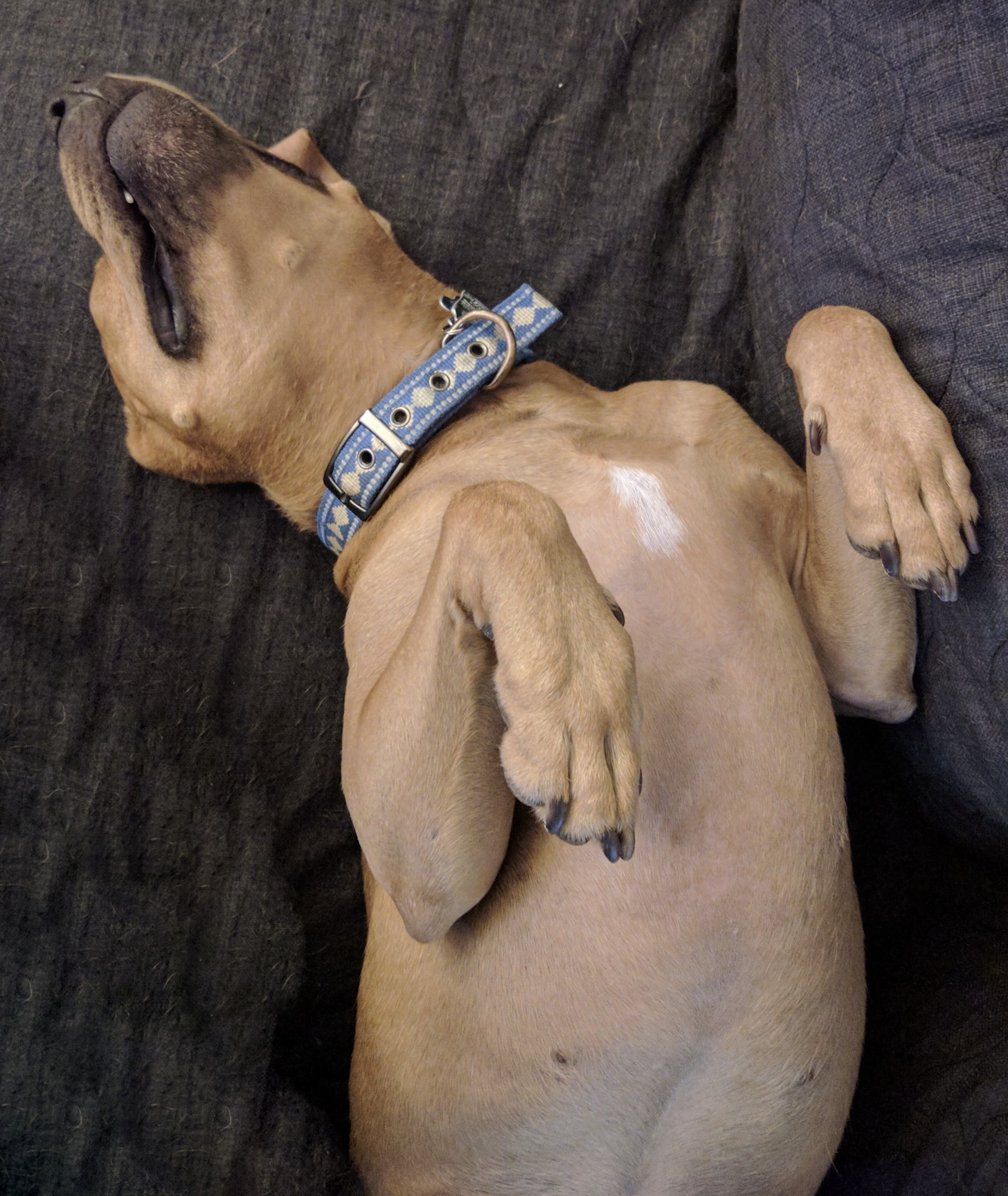 Barley, a dog, pauses in the middle of an enthusiastic wiggle while lying on her back with her paws up.