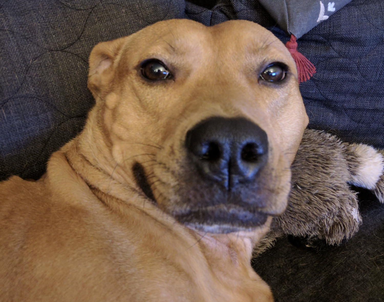 Barley, a dog, turns to face the camera after being approached while asleep.