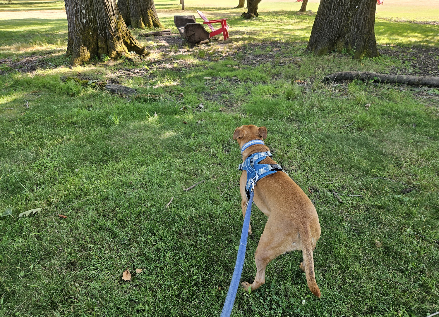 Barley, a dog, makes her way through a park-like setting, and is particularly keen to approach a big red chair and a bench at the edge of the frame.