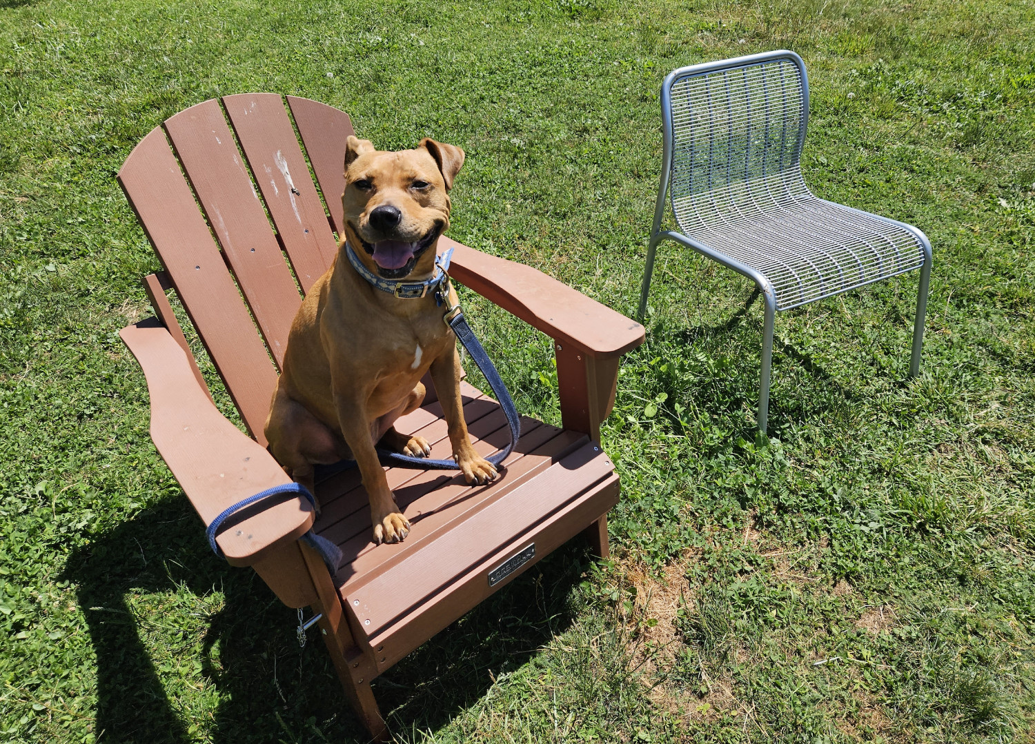 Barley, a dog, sits atop a big wooden lawn chair, next to a smaller, empty seat.