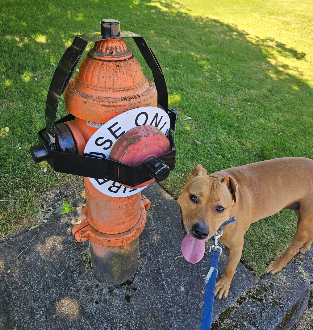 Barley, a dog, is unperturbed by the restraints placed on a fire hydrant.