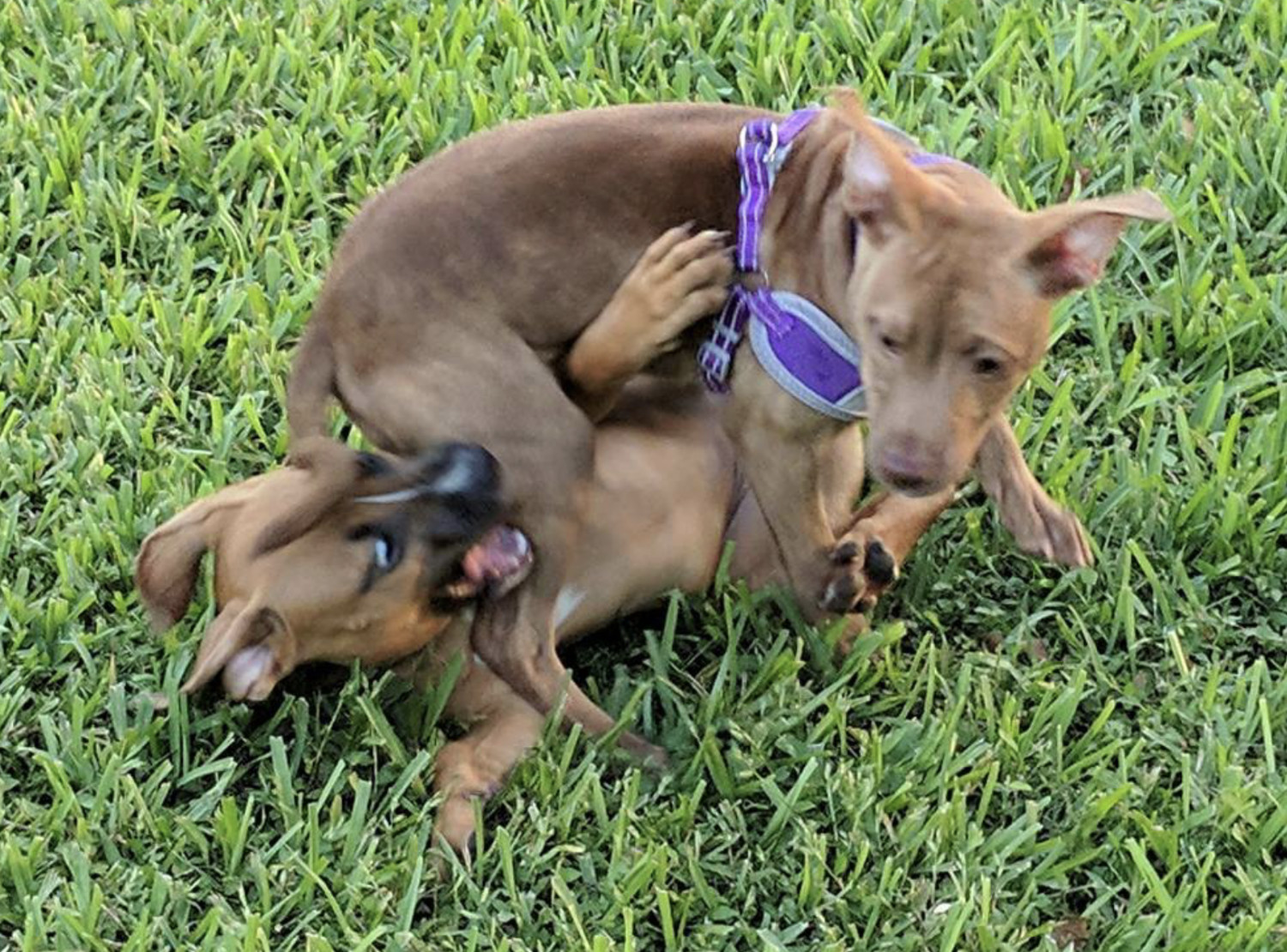 Juniper, a puppy, wrestles with Kona, another puppy.