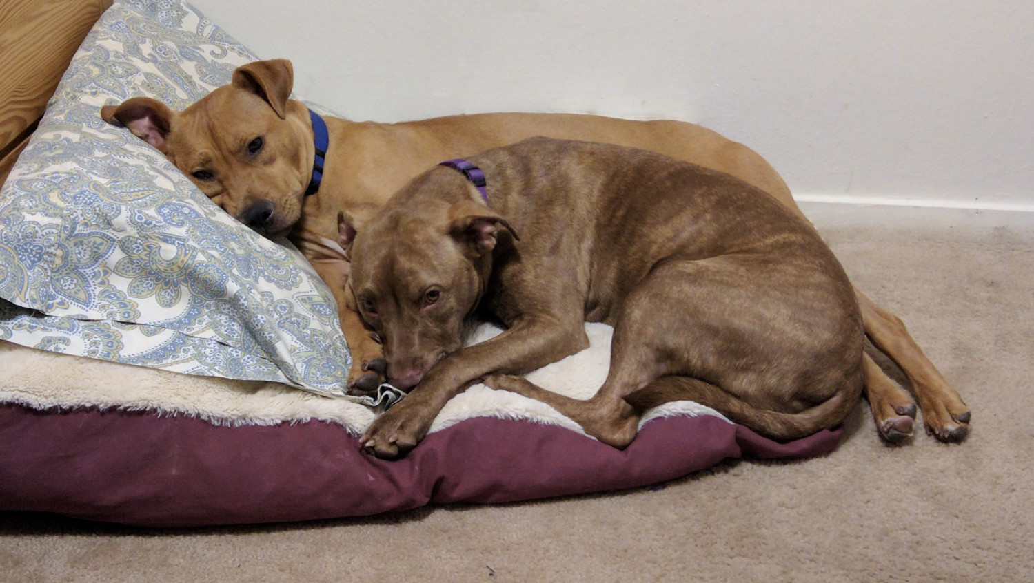 Juniper, a dog, is snuggled up with Barley, another dog, on a dog beg that is made extra-comfy by an additional pillow.