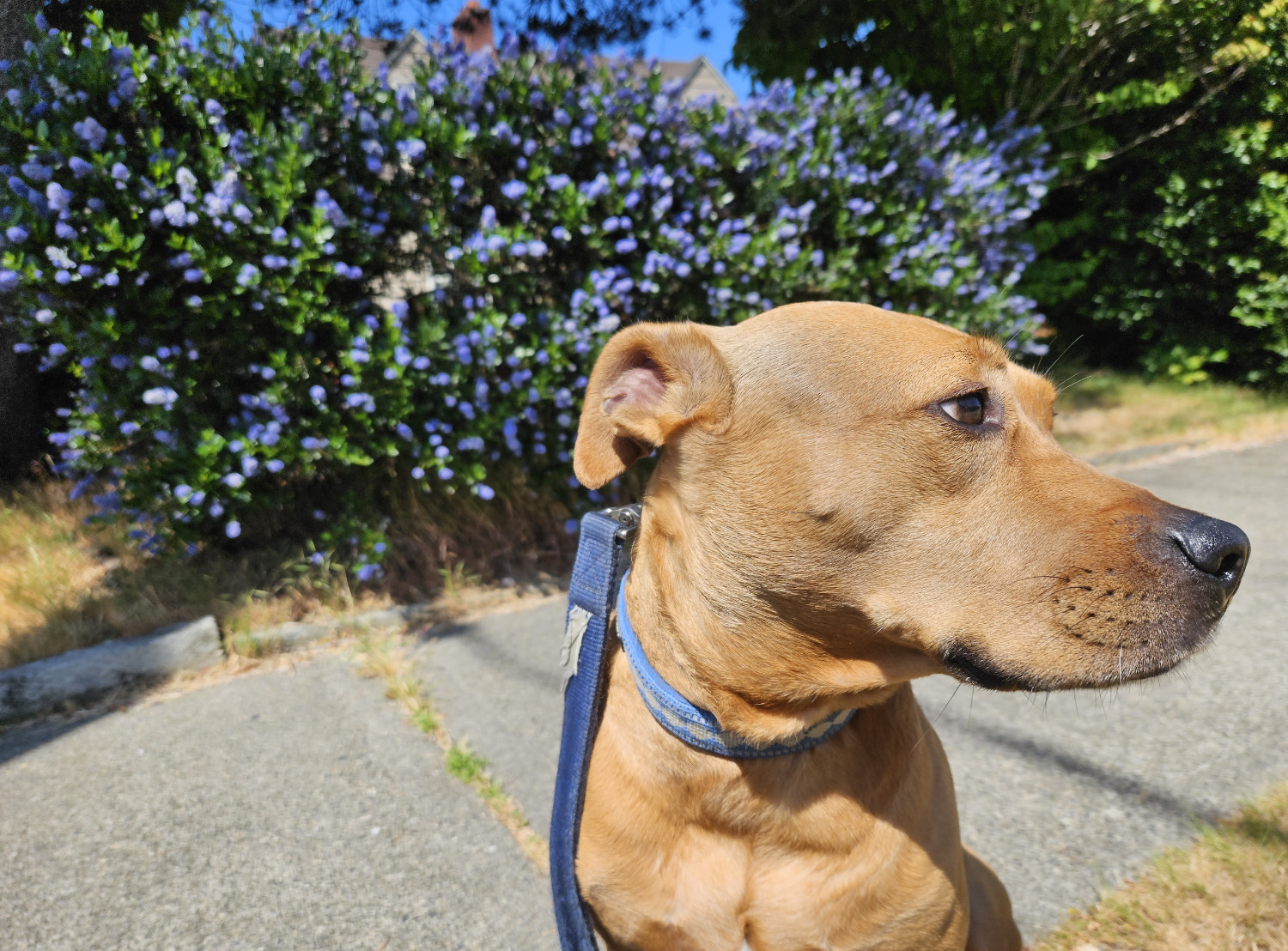 Barley, a dog, scans the neighborhood as she sits in front of a lavender bush.