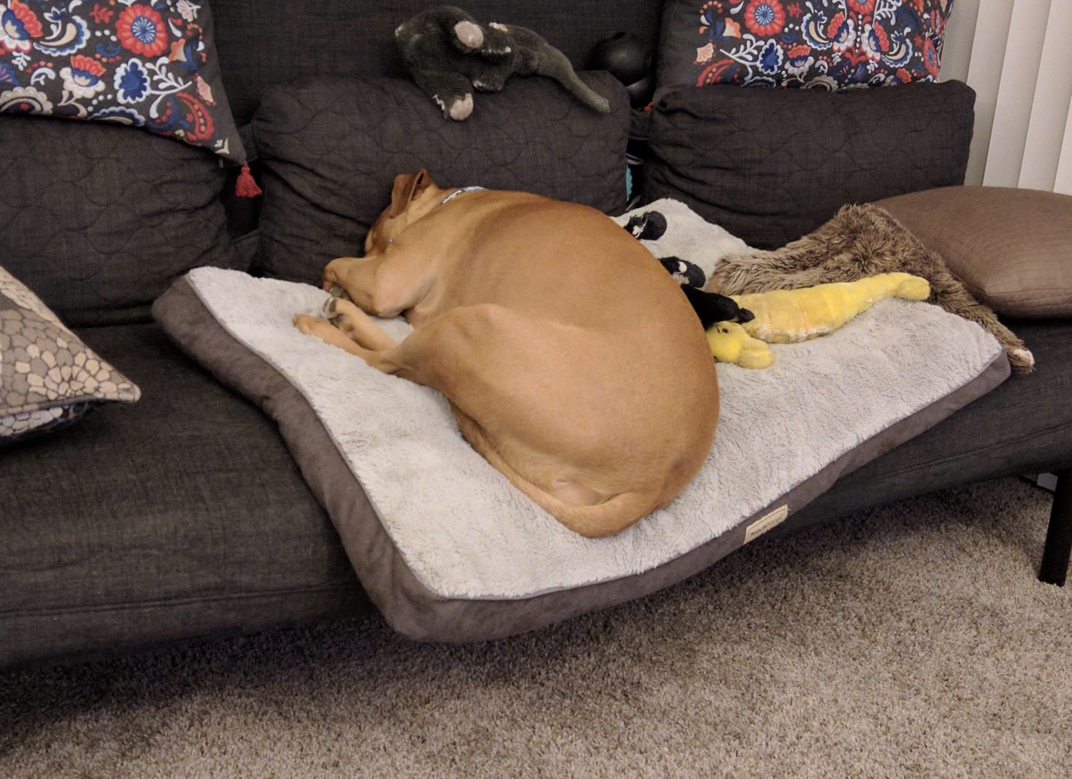 Barley, a dog, sleeps awkwardly on a dog bed that has been temporarily put up on a futon, such that her butt hangs over the edge.