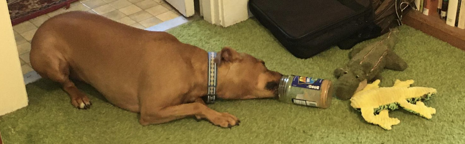 Barley, a dog, lines herself up parallel with the floor to reach the deep recesses of a jar of peanut butter.