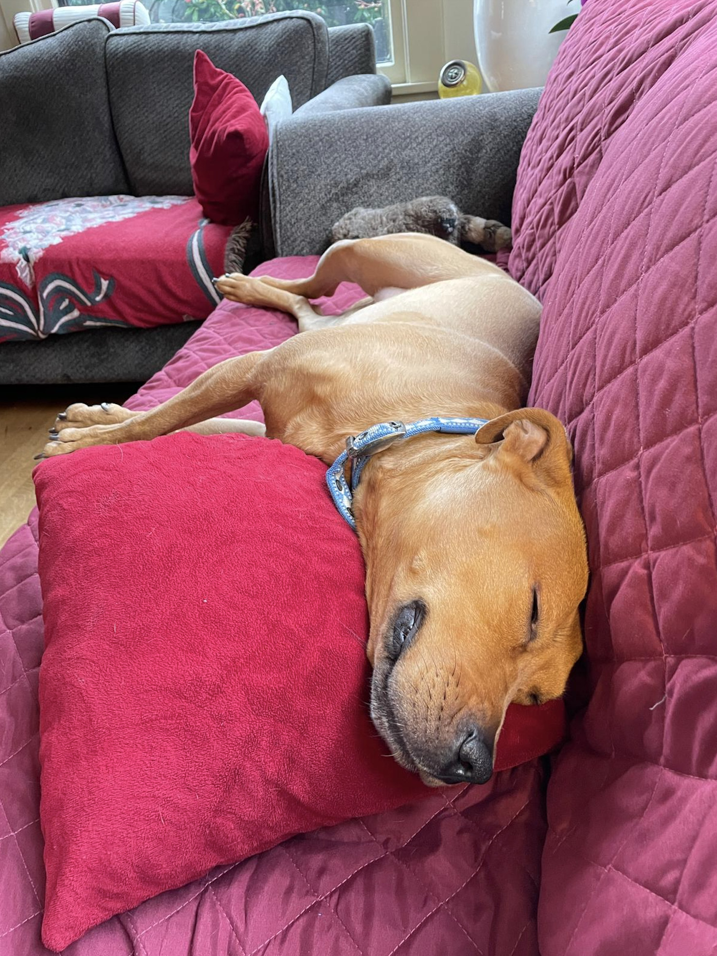 Barley, a dog, sprawls out snoozy at her full length on a couch, her back snug against its backrest.