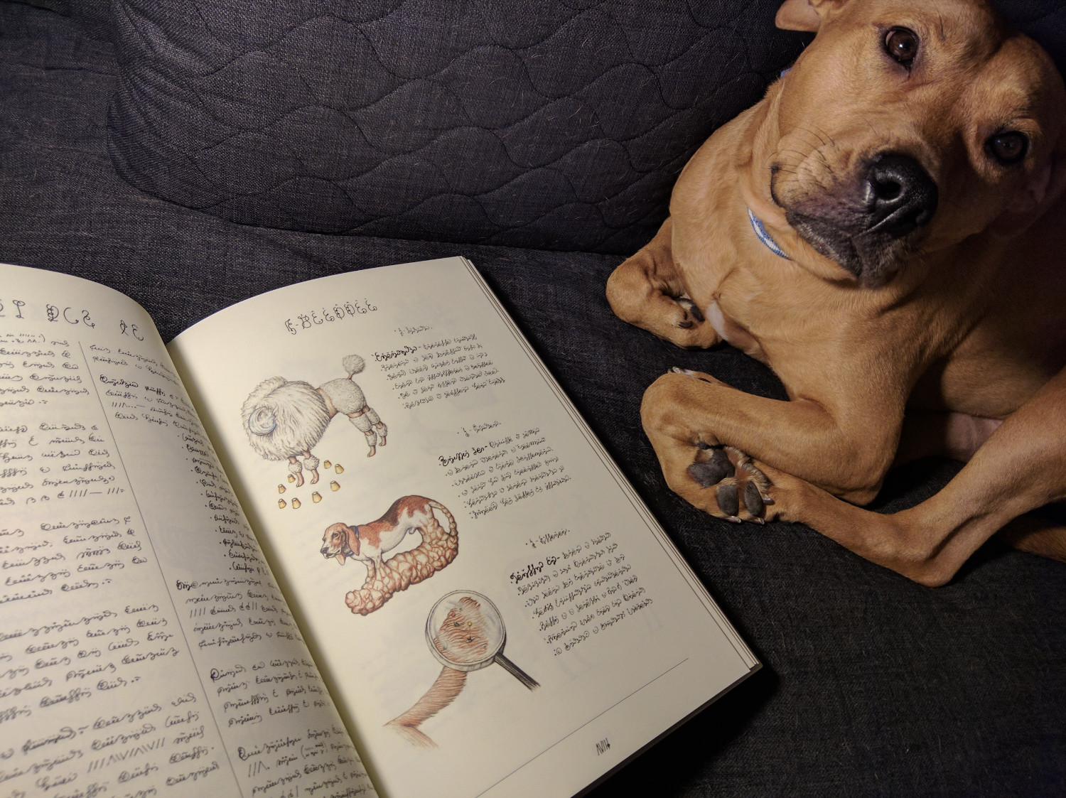 Barley, a dog, looks up at the photographer without understanding, after having been presented with a page from the Codex Seraphinianus.