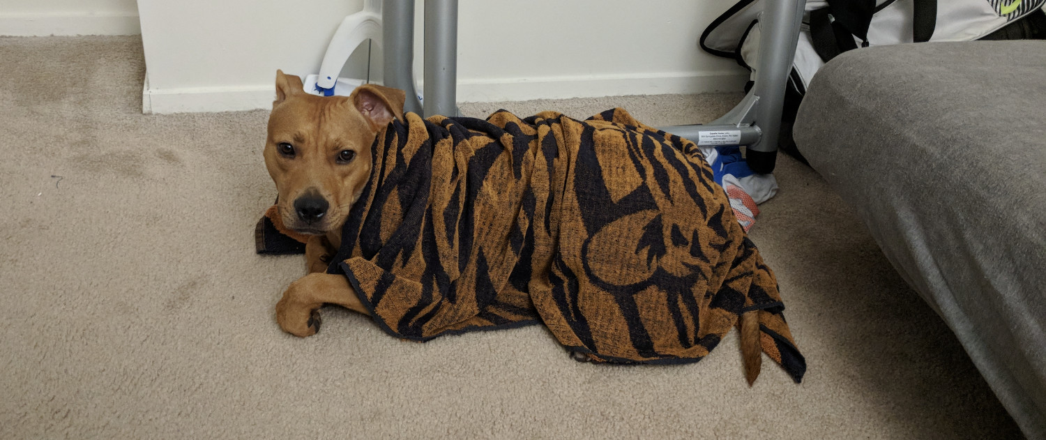 Barley, a dog, is wearing a slouchy tigerprint terrycloth robe while displaying a devastatingly powerful left-turned look.