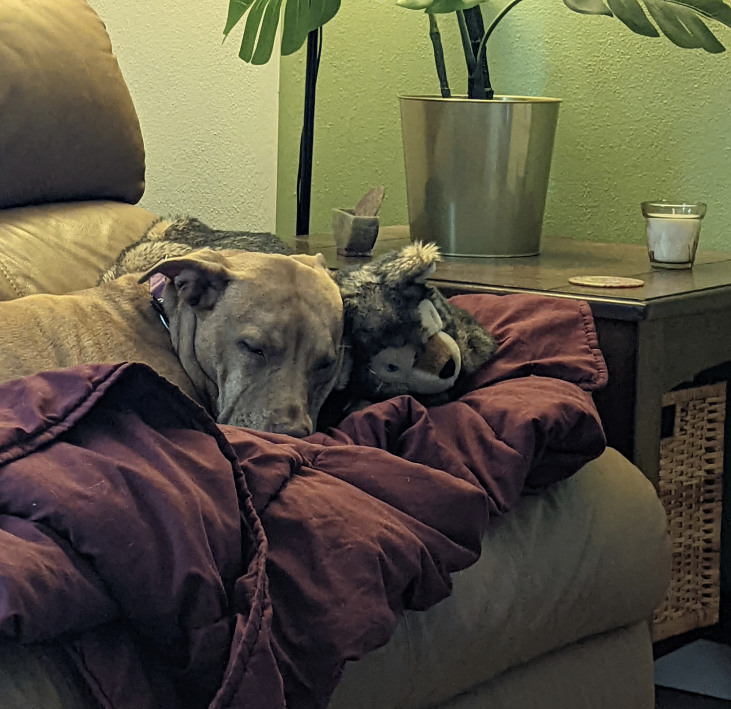 Juniper, a dog, snoozes in a nest of blankets with her plushie, Husky.