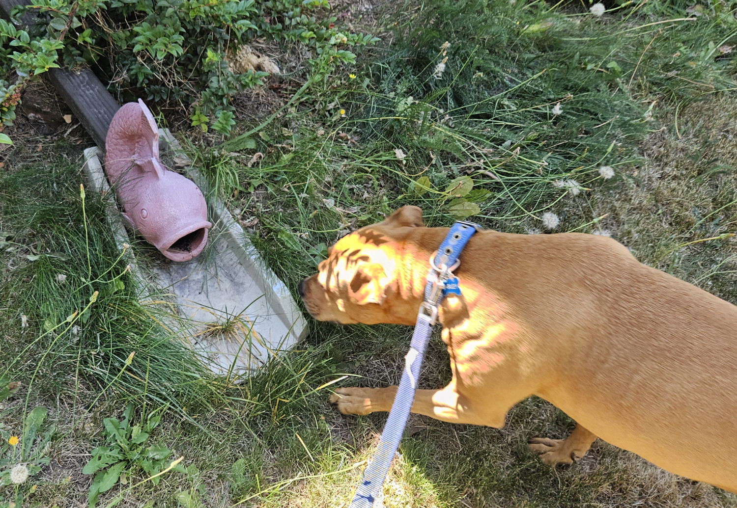 Barley, a dog, investigates the outflow from a gutter that has been equipped with a decorative fish spout.