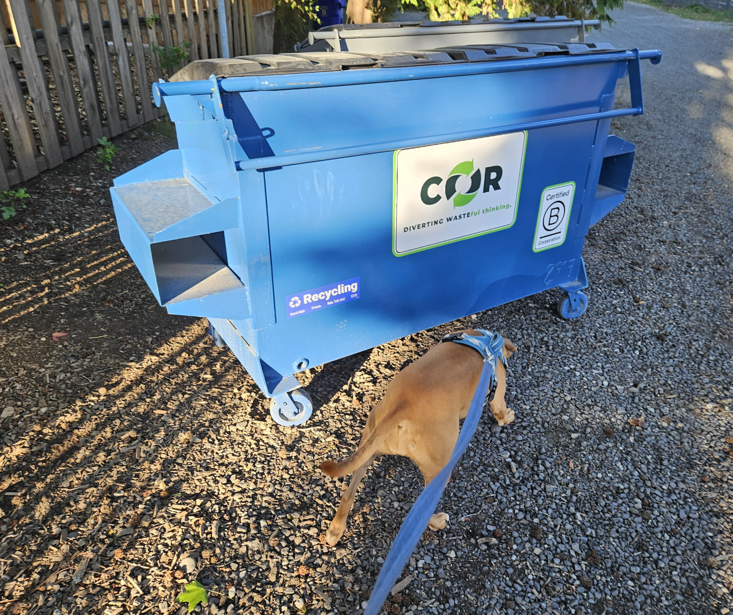 Barley, a dog, sniffs around at the base of the tiniest dumpster I've ever seen.