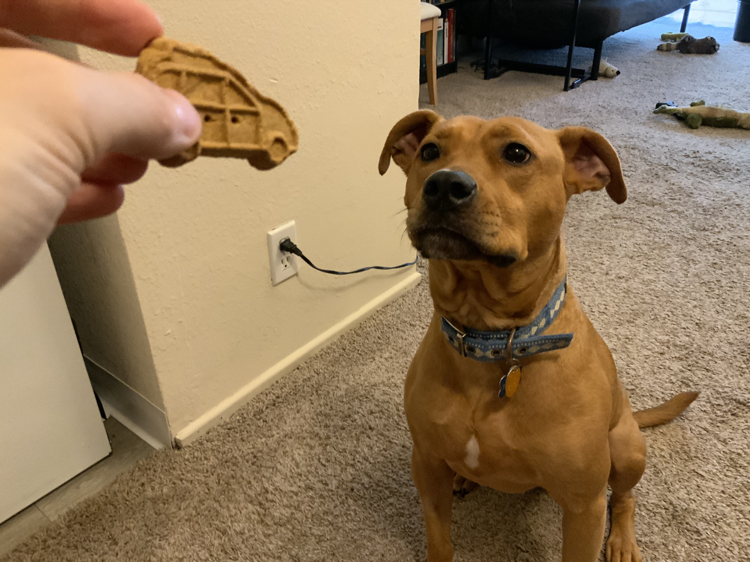 Barley, a dog, has her sights on a treat in the shape of a car.