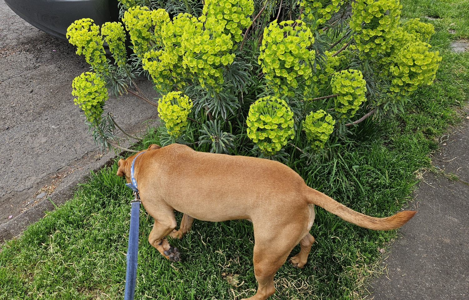 Barley, a dog, sniffs at the base of a very peculiar looking plant.