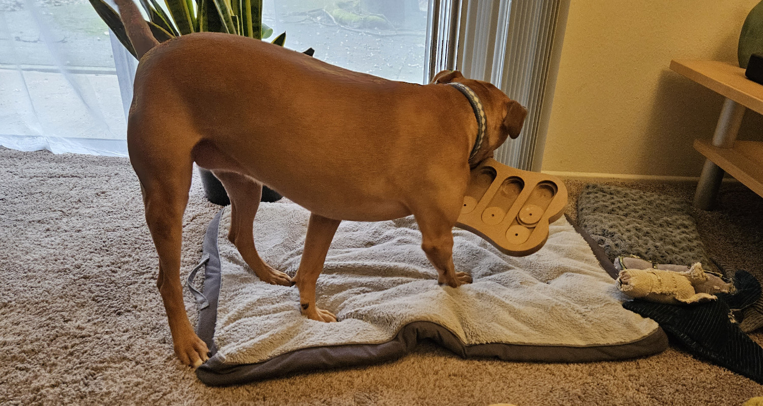 Barley, a dog, absolutely wrecks a hidden treat puzzle made of particleboard.