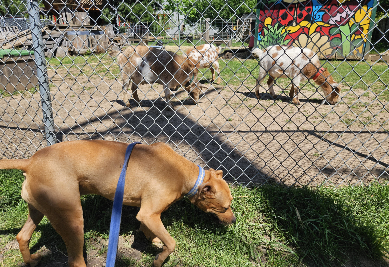 Barley, a dog, checks out the grass while near some goats.