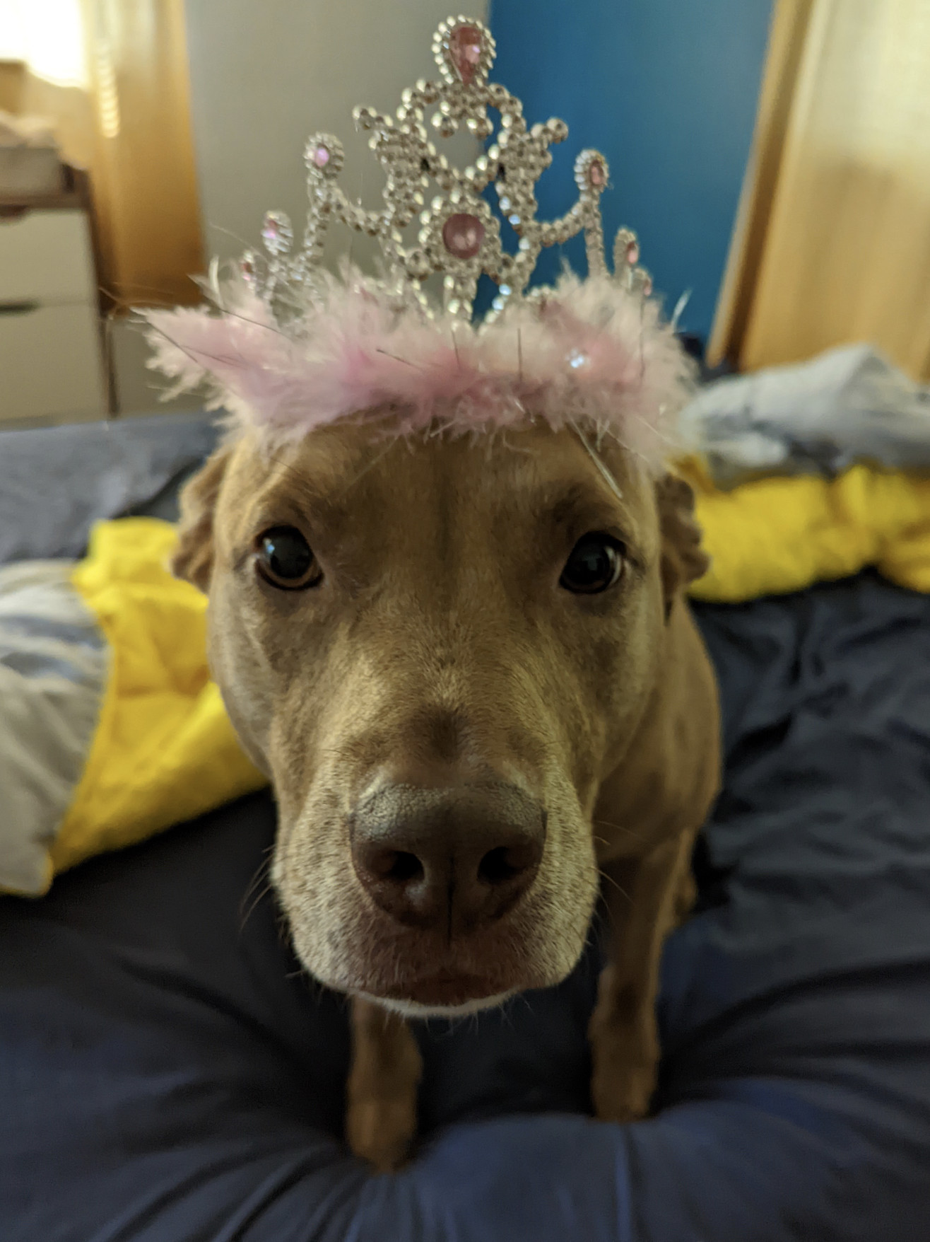 Juniper, a dog, wears a tiara with pink gems and feather accents.