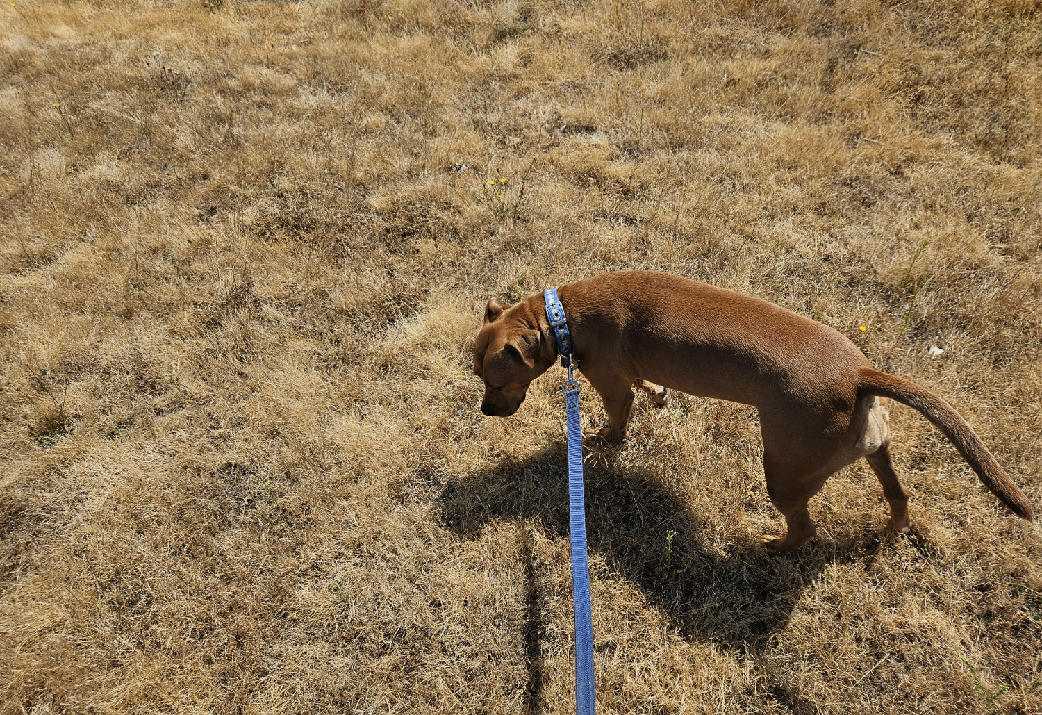 Barley, a dog, makes her way through an area of brown, desiccated grass, running from one edge of the frame to the other.