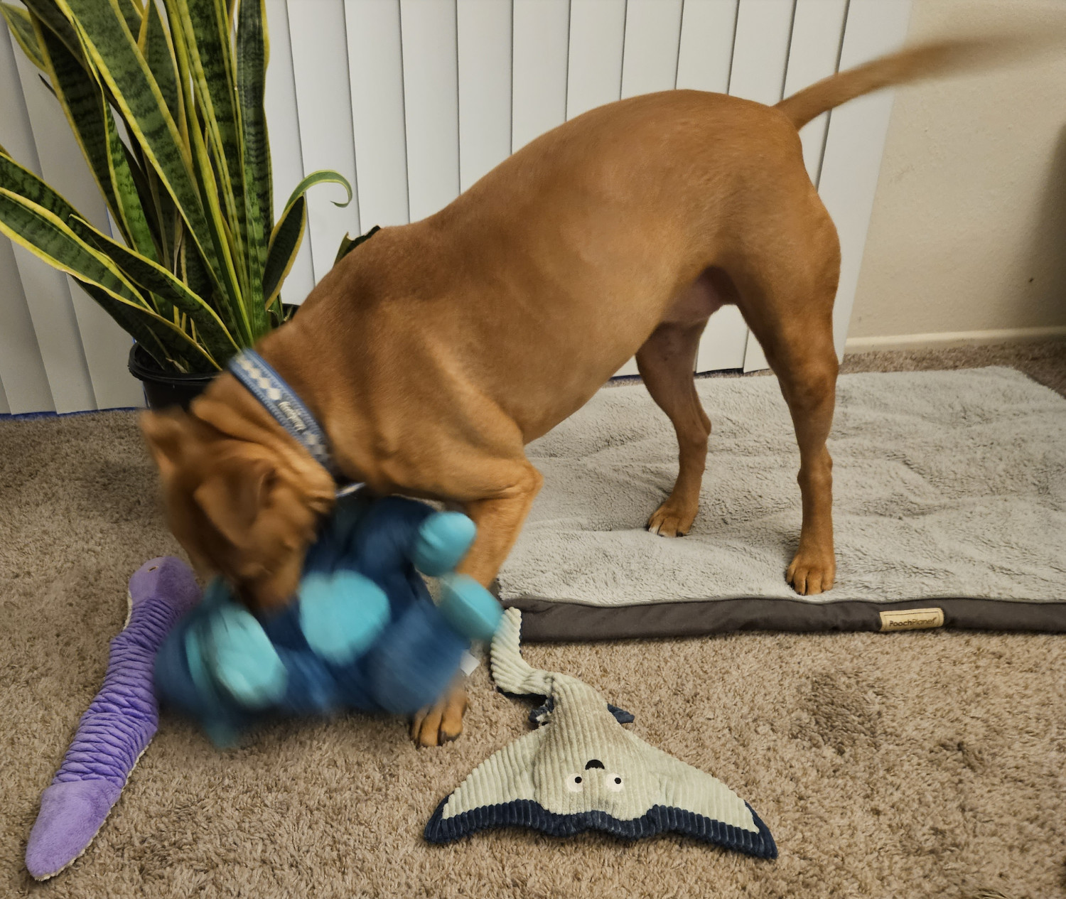 Barley, a dog, has her back feet planted firm as she thrashes a blue monkey.