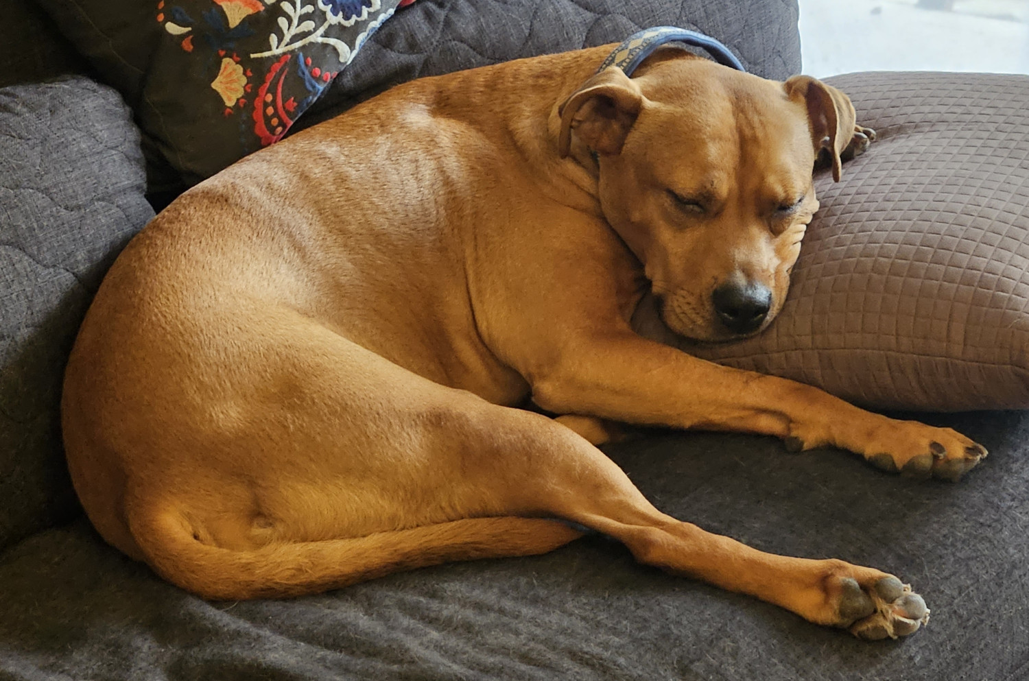 Barley, a dog, sleeps in a manner that looks less relaxed than it does exhausted.