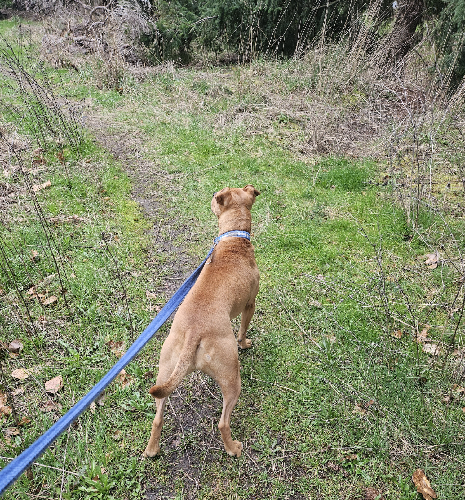 Barley, a dog, peers ahead along a footpath worn into a grassy clearing.