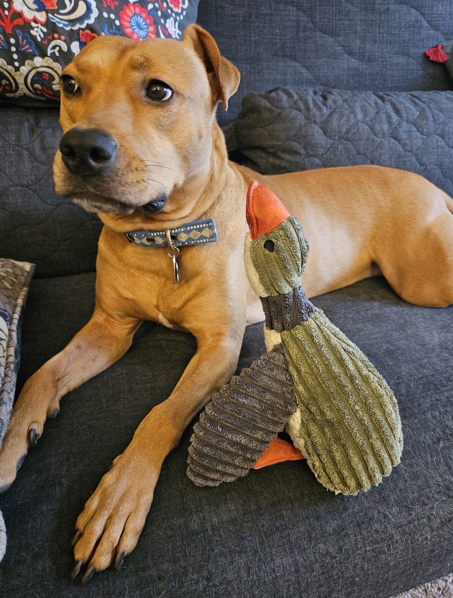 Barley, a dog, pointedly ignores a toy duck that appears to want her attention.