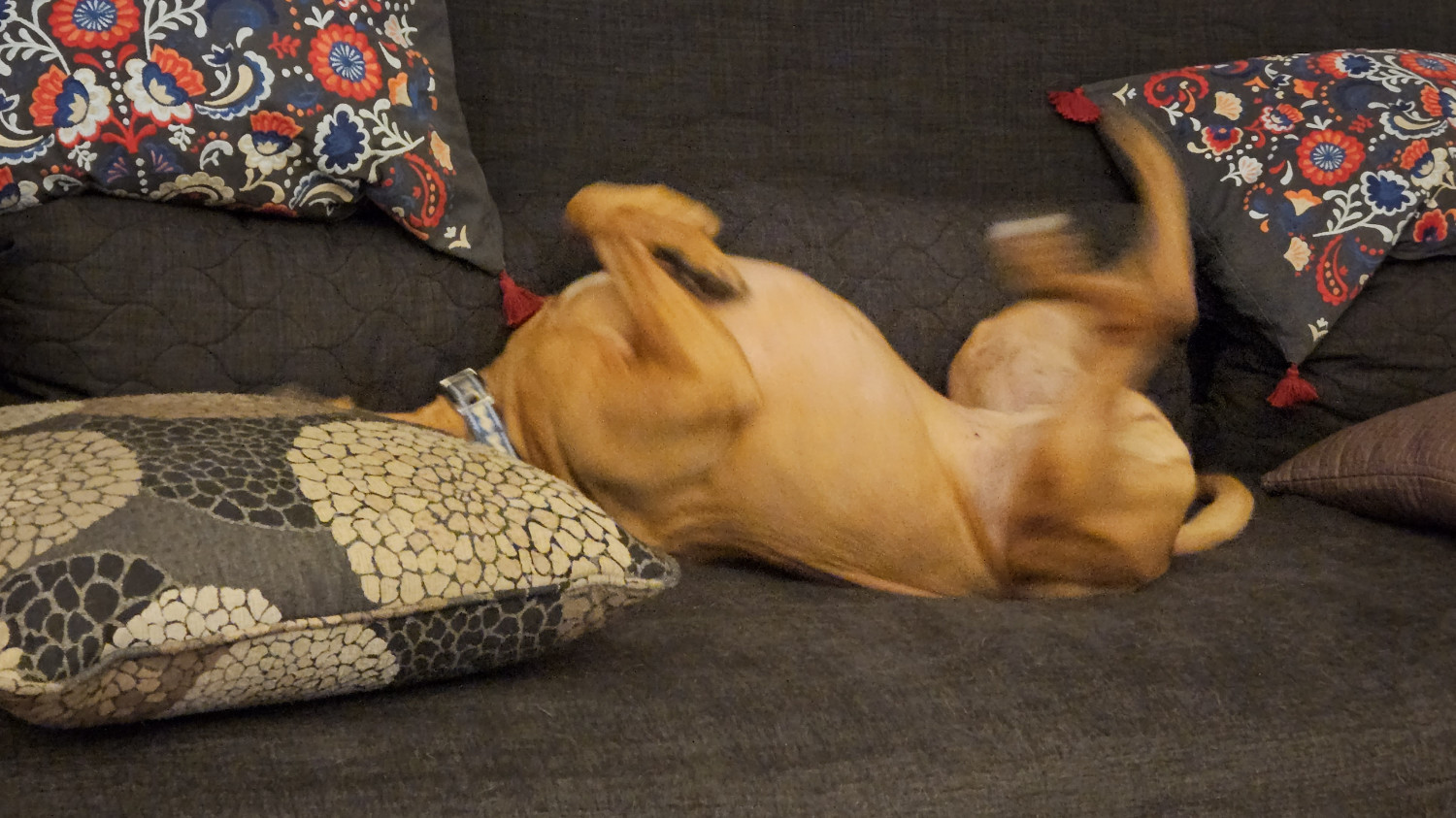 Barley, a dog, squirms vigorously on her back, her legs blurred from the motion of it.