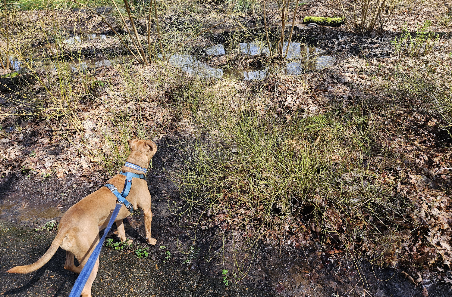 Barley, a dog, has spotted a duck!