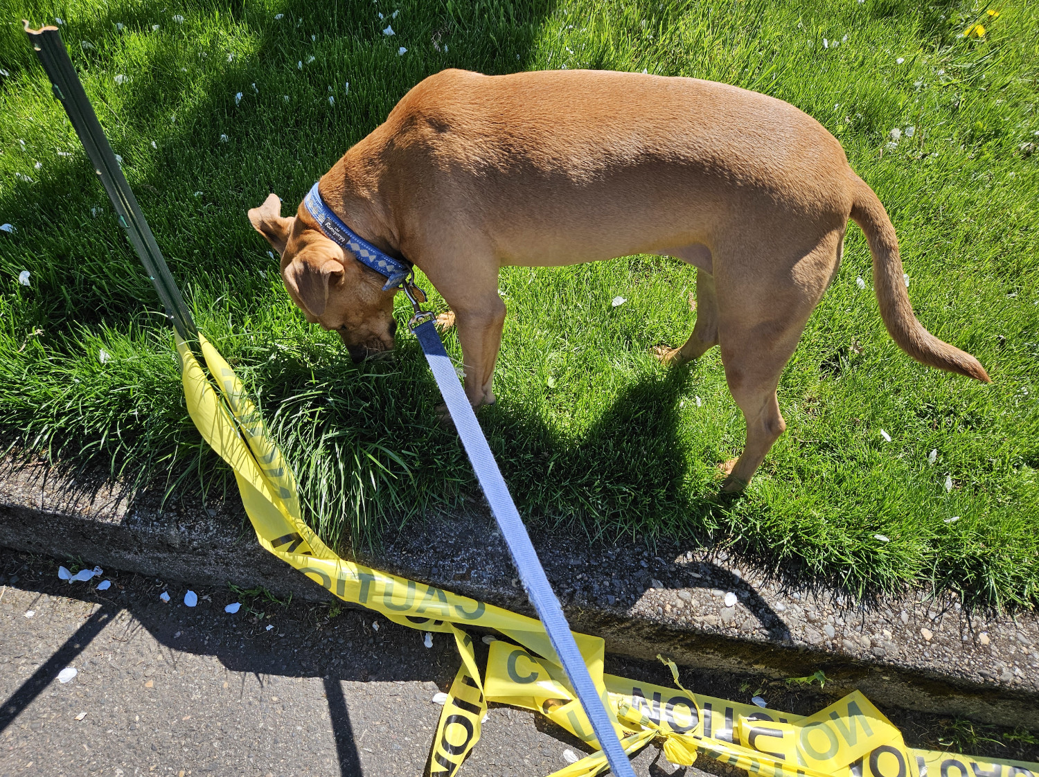 Barley, a dog, cares not for the Caution Tape! She will step right over it, never you mind!