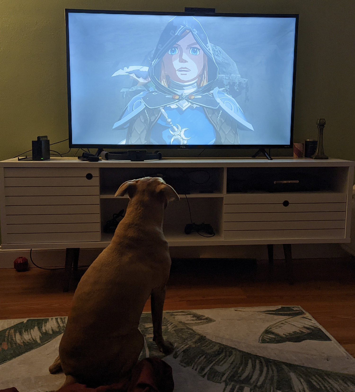 Juniper, a dog, sits and stares intently at The Legend of Zelda: Breath of the Wild.