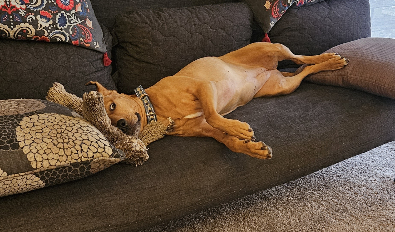 Barley, a dog, lounges on a futon with her head on a toy, and with a single eye suddenly open and intent.