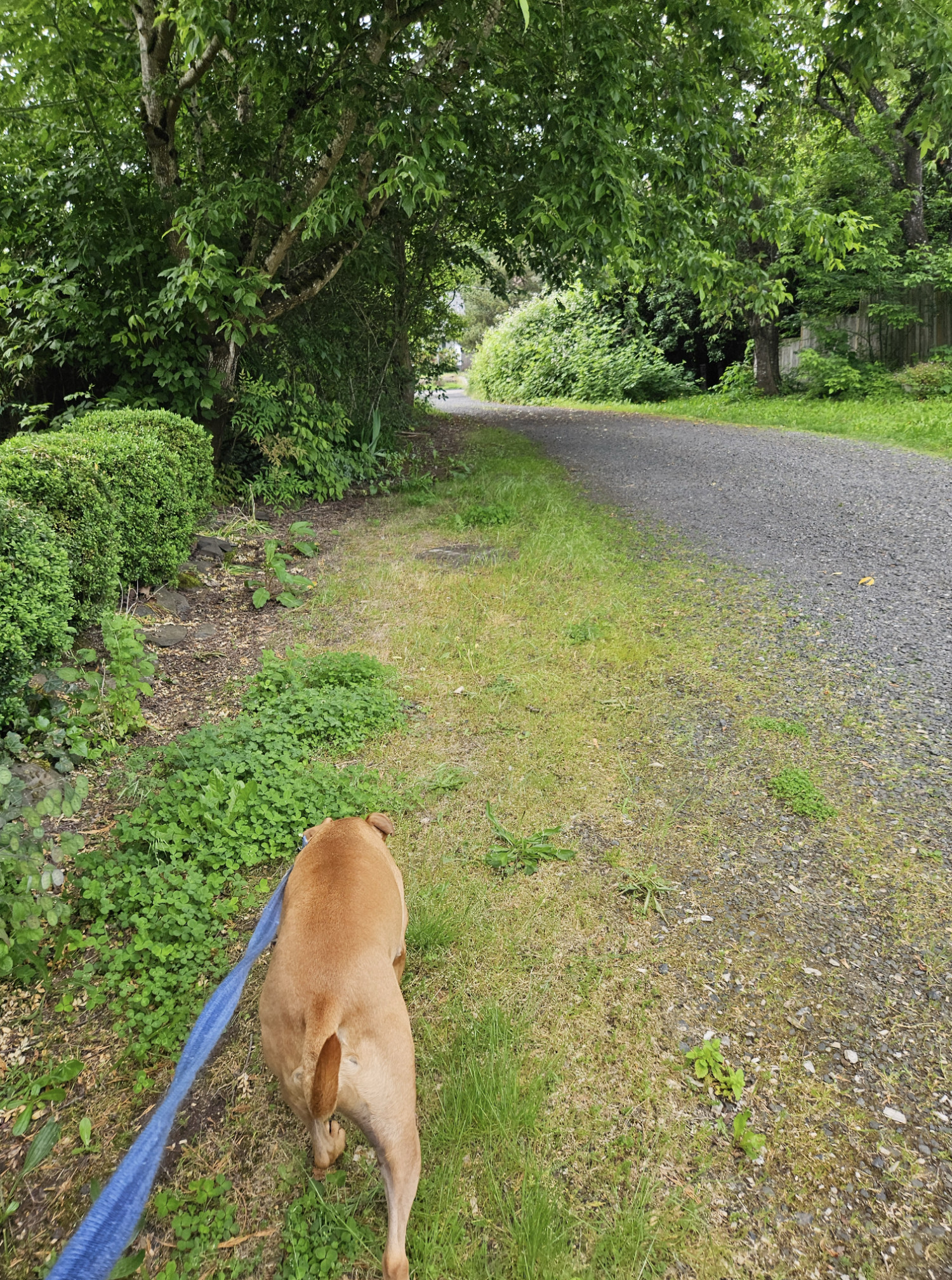 Barley, a dog, sniffs along the left, grassy edge of a gravel road with lush greenery on either side and leafy branches hanging overhead, casting pleasant, gentle shadows.