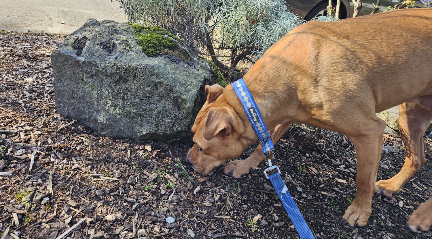 Barley, a dog, sniffs at the base of a mossy decorative yard stone.