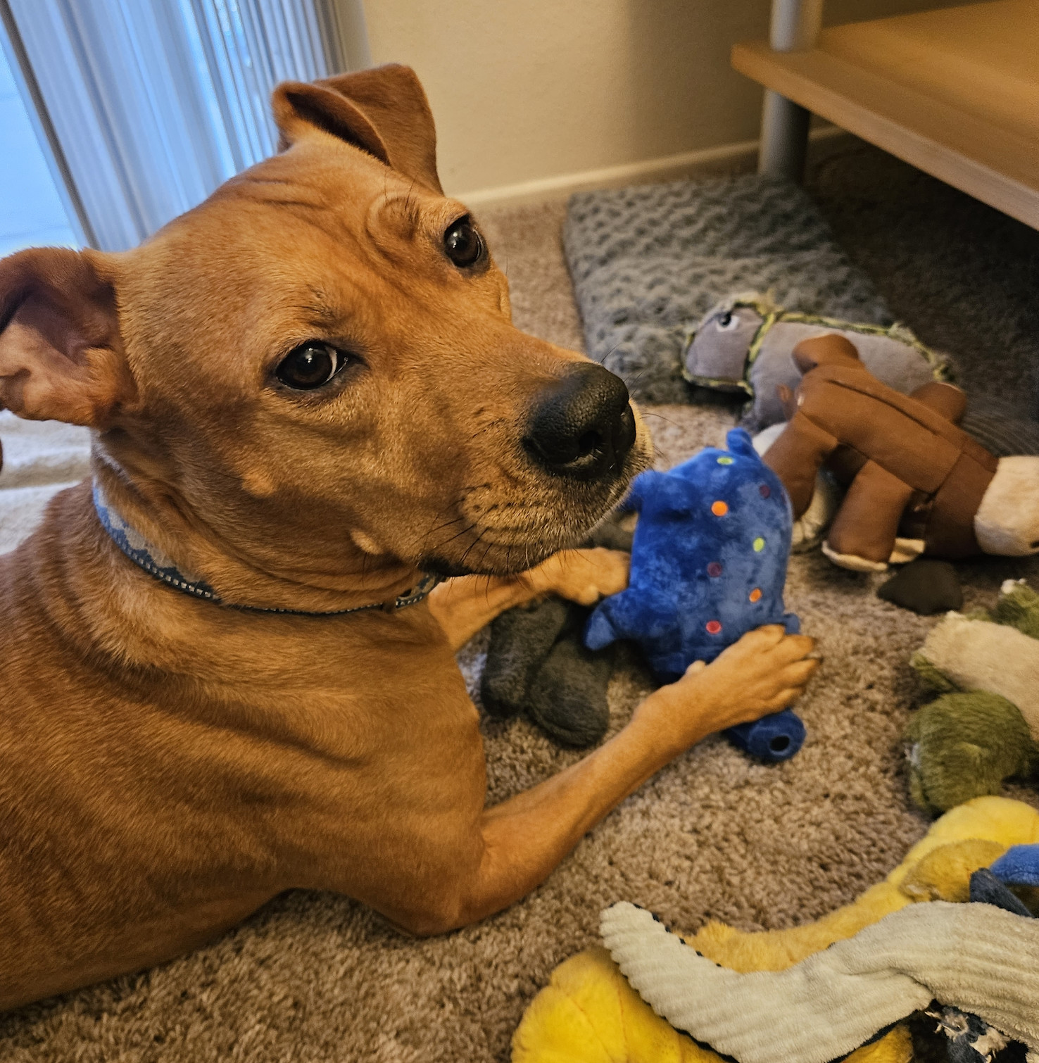 Barley, a dog, pins her toy quasi-pig Hieronymus to the floor by the face, covering its eyes in the process.