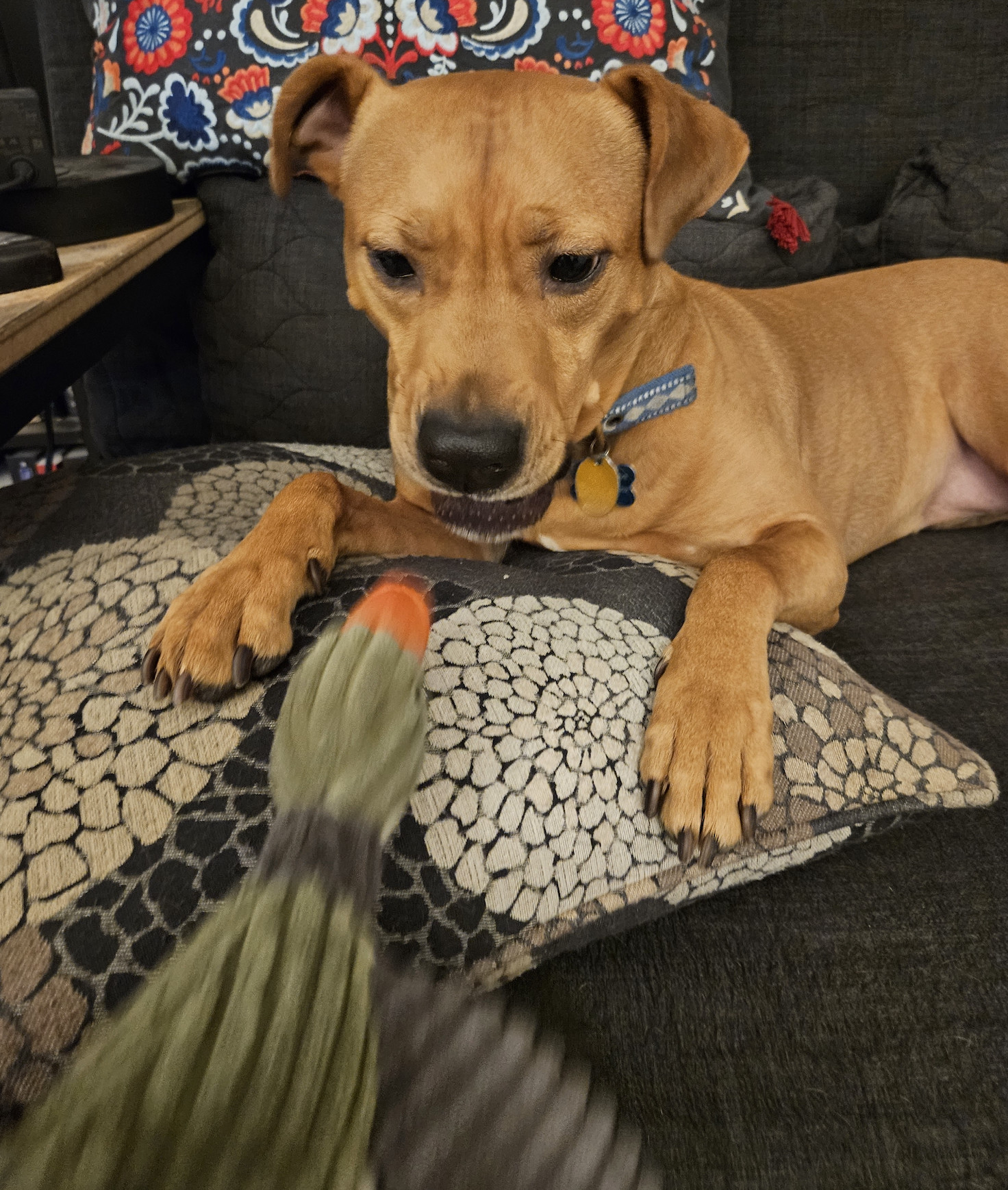 Barley, a dog, is about to spring into action to chomp on a toy duck blurring towards her as close range.