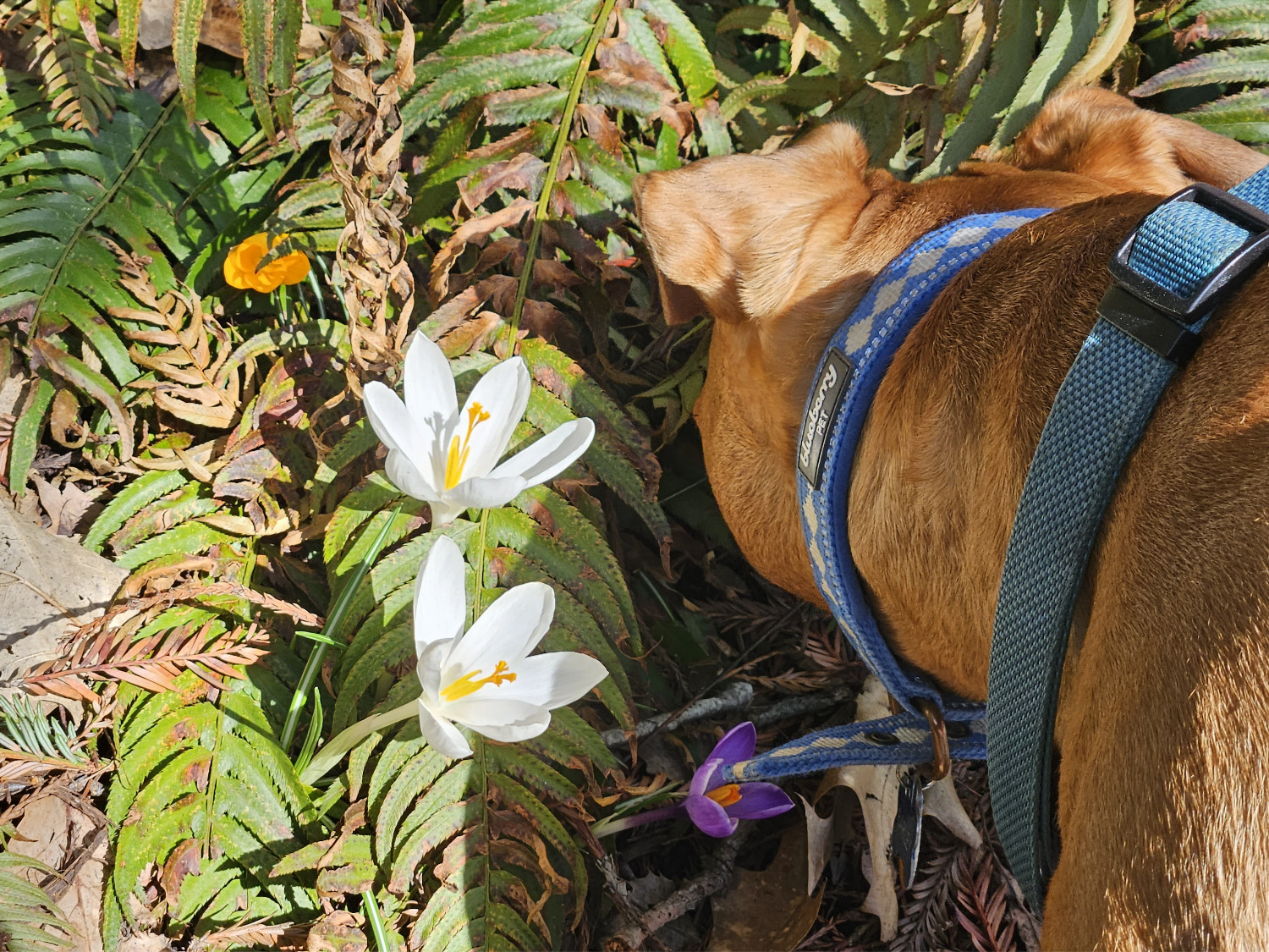 Barley, a dog, ignores two white flowers as she sniffs within a patch of ferns.