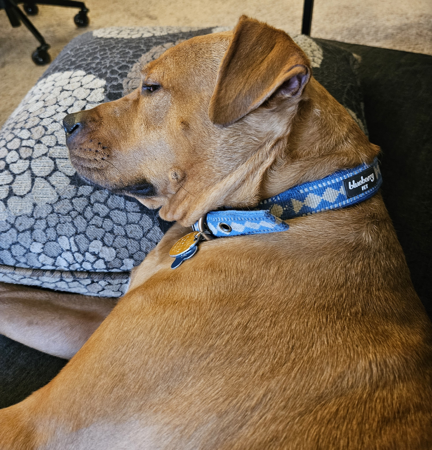 Barley, a dog, is fully relaxed atop a throw pillow.