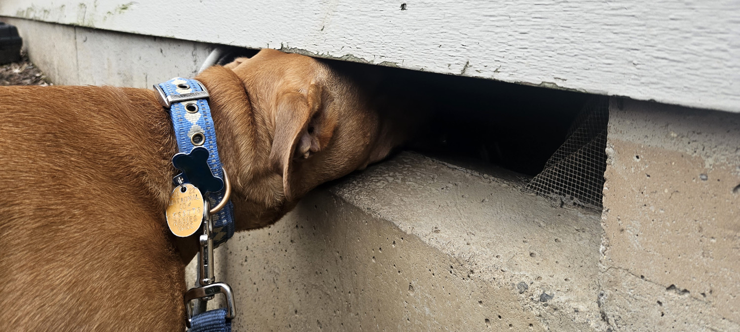 Barley, a dog, wedges her snout into a ventilation gap along the edge of a building's foundation.