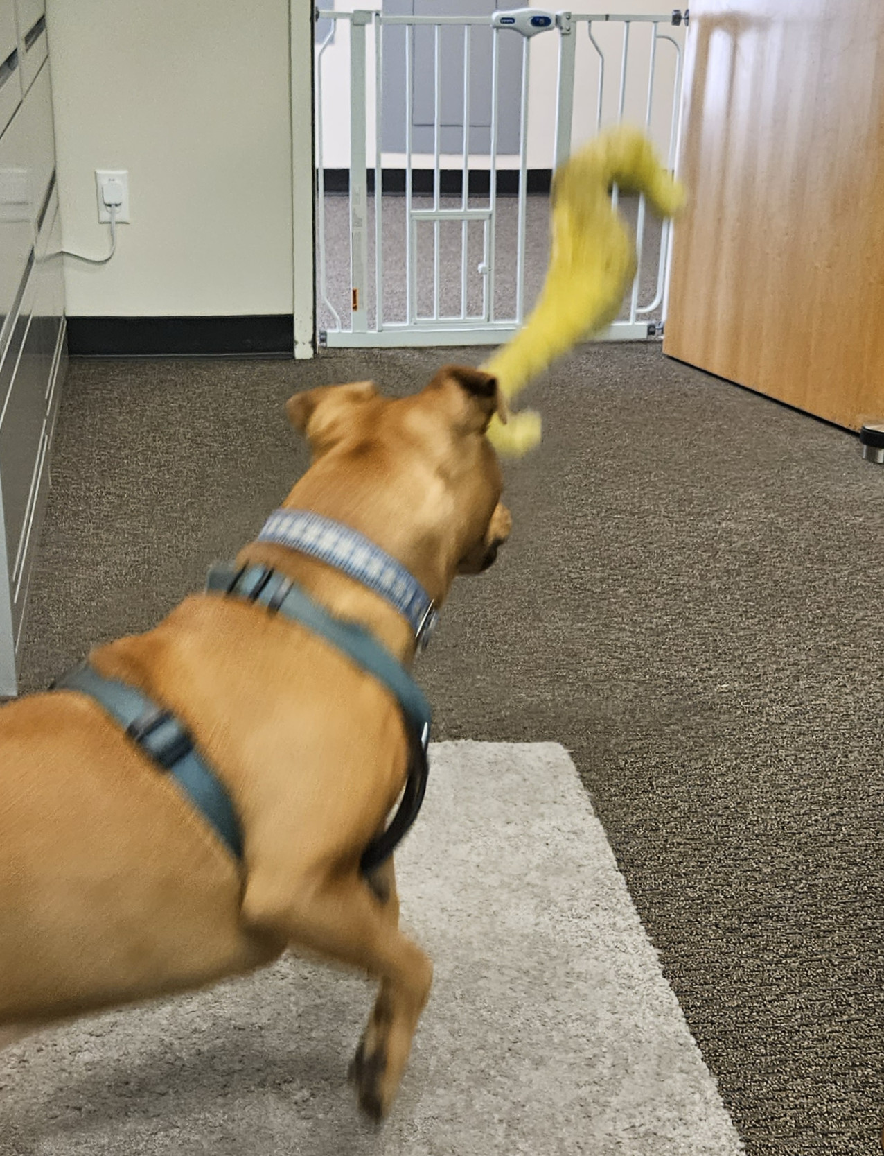 Barley, a dog, leaps after a yellow seahorse toy that has been thrown. Both Barley and the toy show signs of motion blur, as well as a more subtle halo of "unenhancement blur."