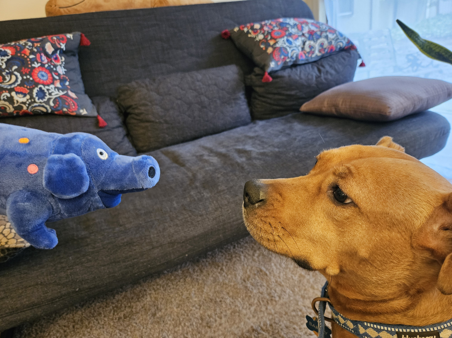 Barley, a dog, gazes into the eyes of one of her toys, a blue creature that just barely qualifies as a pig.