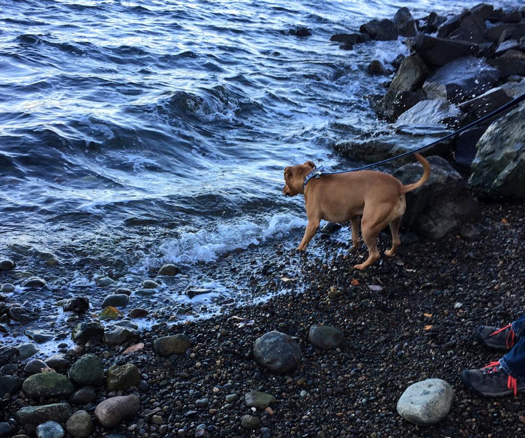 Barley, a dog, braces herself to chomp at incoming waves on a rocky beach.