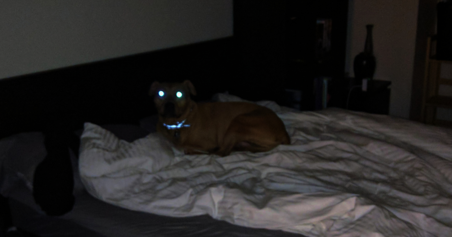 Barley, a dog, lies on a bed, shrouded in darkness. The light behind the photographer catches in her eyes, causing them to glow uncannily.